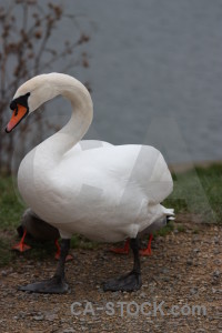Aquatic swan pond water animal.