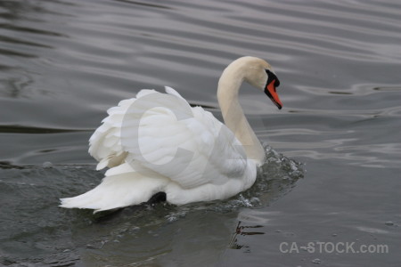 Aquatic swan water animal bird.