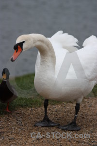 Aquatic swan water animal pond.