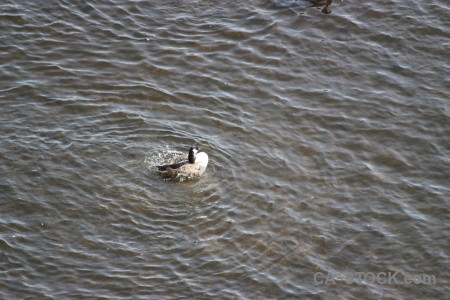 Aquatic water animal bird pond.