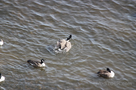 Aquatic water animal bird pond.