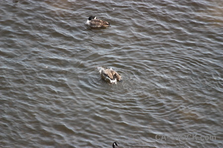 Aquatic water animal pond bird.