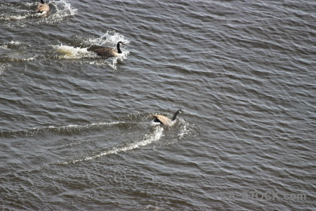 Aquatic water bird animal pond.