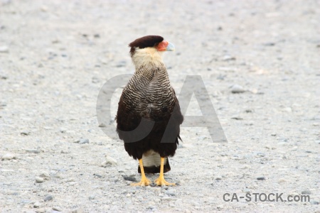 Argentina bird south america falcon patagonia.