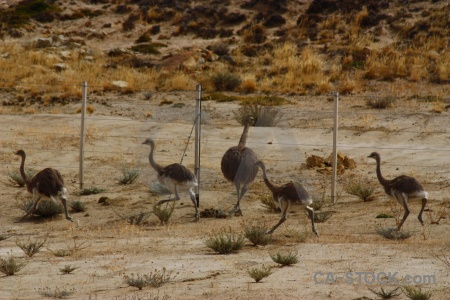 Argentina emu patagonia rhea fence.