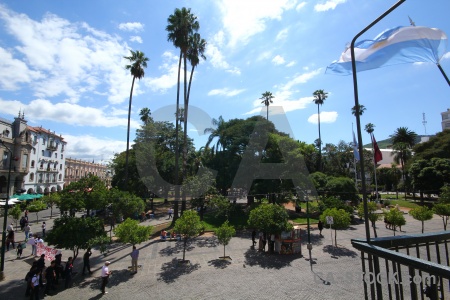 Argentina south america tree palm sky.