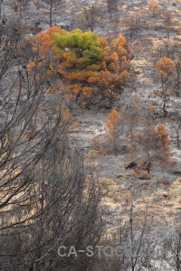 Ash burnt europe javea montgo fire.