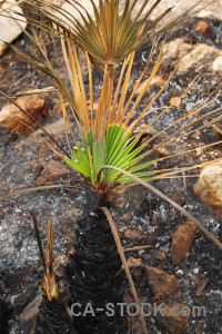 Ash burnt javea montgo fire spain.