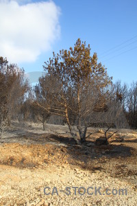 Ash burnt montgo fire tree javea.