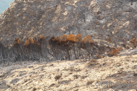 Ash javea tree montgo fire spain.