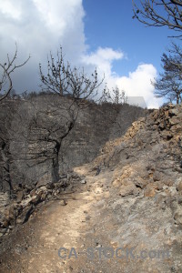 Ash montgo fire path branch burnt.