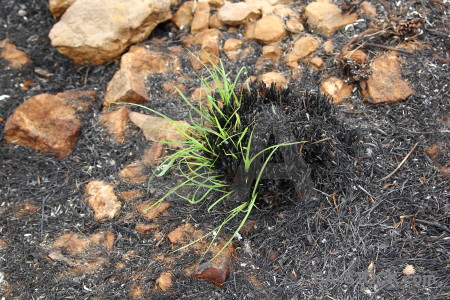 Ash montgo fire spain burnt grass.