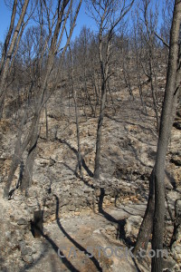 Ash montgo fire tree javea branch.