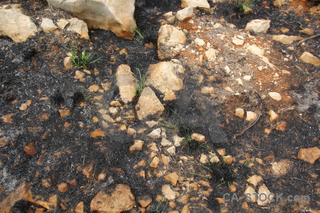 Ash spain javea plant europe.