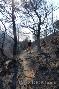 Ash tree branch montgo fire burnt.