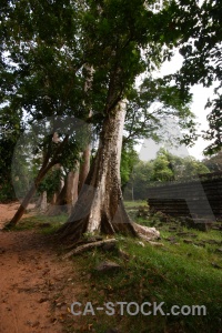 Asia angkor thom single buddhist tree.