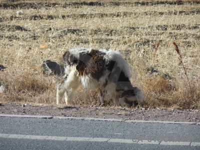 Asia plateau tibet himalayan animal.