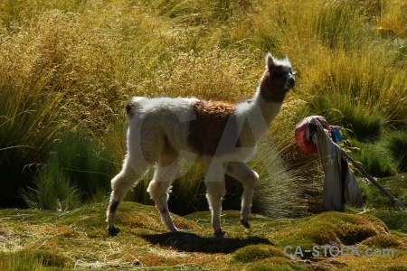 Atacama desert animal machuca south america andes.