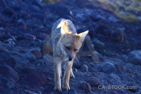 Atacama desert culpeo chile south america fox.