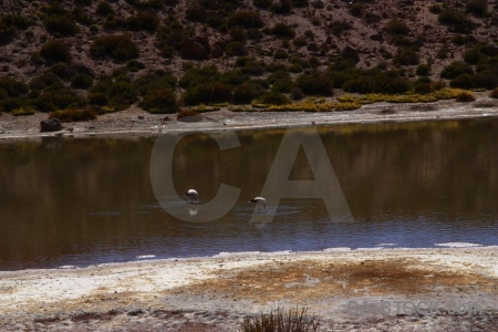 Atacama desert flamingo andes water el tatio.