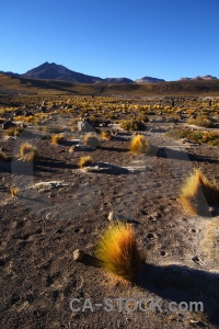 Atacama desert grass mountain chile sand.