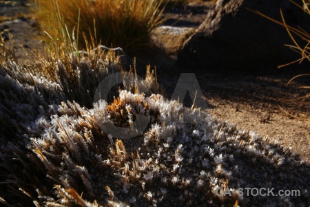 Atacama desert grass south america bush chile.