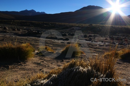 Atacama desert landscape bush mountain grass.