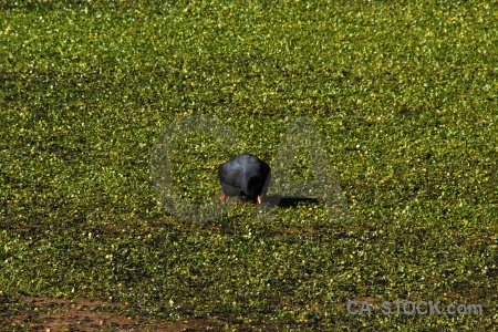 Atacama desert pond weed altitude bird andes.