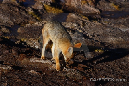 Atacama desert south america chile fox andes.