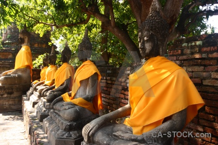 Ayutthaya southeast asia tree thailand wat yai chai mongkhon.