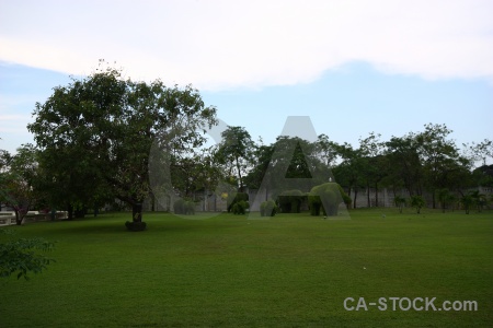 Bang pa in asia grass elephant tree.