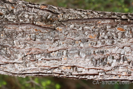 Bark texture green wood.