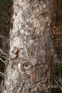 Bark texture wood.