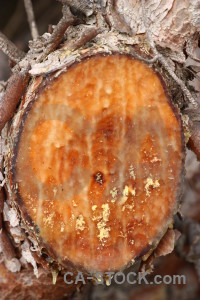 Bark texture wood orange.