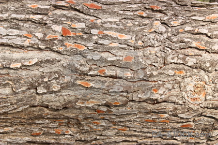 Bark wood texture.