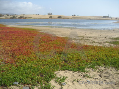 Beach coast sea landscape plant.