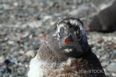 Beak wilhelm archipelago gentoo eye antarctic peninsula.