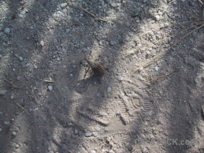 Beetle gray animal insect.