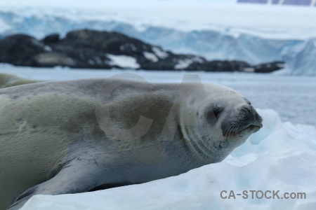 Bellingshausen sea seal animal crabeater water.