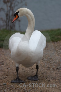 Bird animal aquatic pond swan.