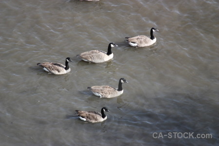 Bird animal aquatic water pond.