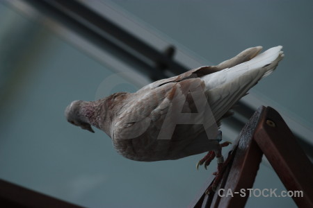 Bird animal dove pigeon.