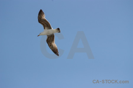 Bird animal flying sky.