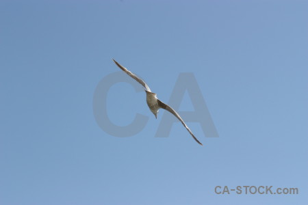 Bird animal flying sky.