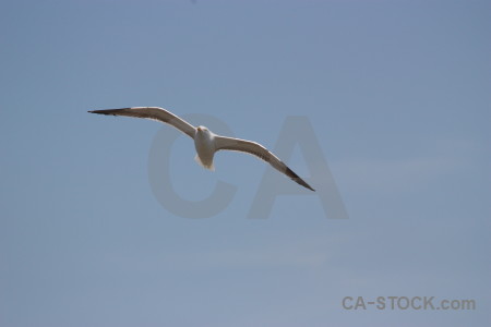 Bird animal flying sky.