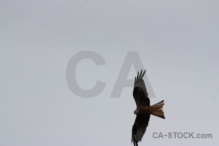 Bird animal flying sky gray.