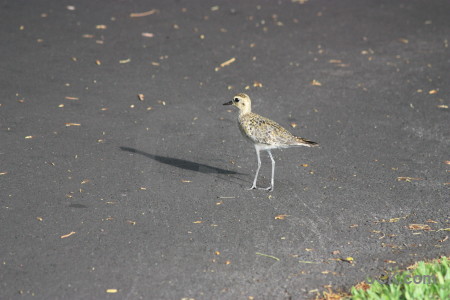 Bird animal gray.