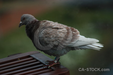 Bird animal pigeon dove green.