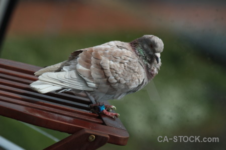 Bird animal pigeon dove green.