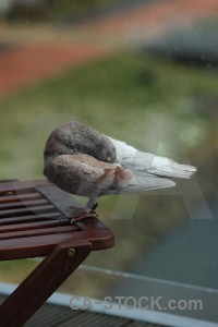 Bird animal pigeon green dove.